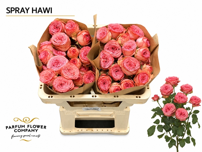 <h4>Rosa Spray Hawi</h4>