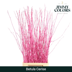 Betula L120 Cerise