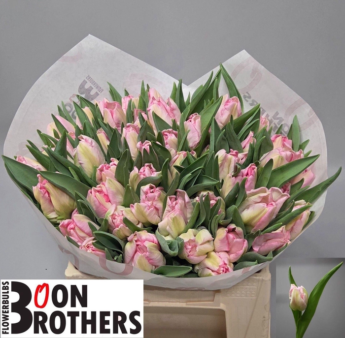 <h4>TULIPA PA 'ZAMBESI'</h4>