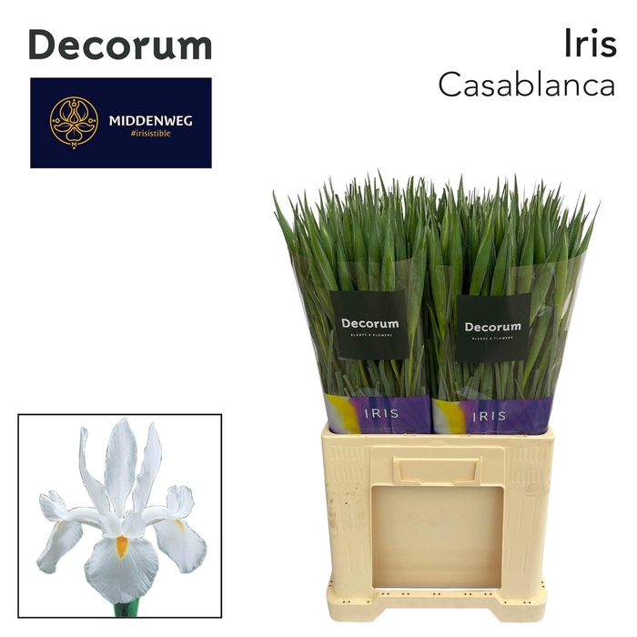 <h4>Iris Casablanca Decorum</h4>