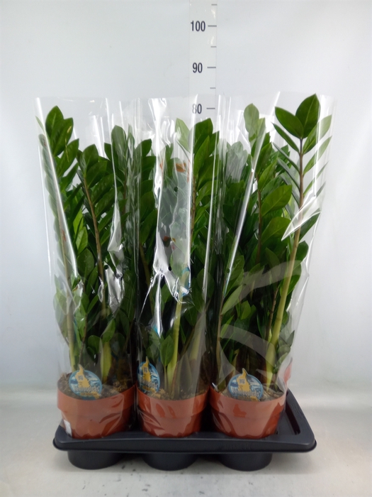 <h4>Zamioculcas zamiifolia</h4>