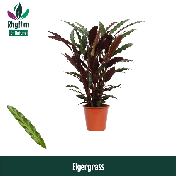 <h4>Calathea Elgergrass</h4>