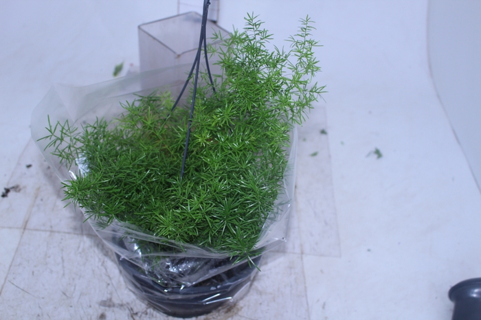 ASPARGO ALFINETE C21