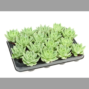 Echeveria  'Miranda'