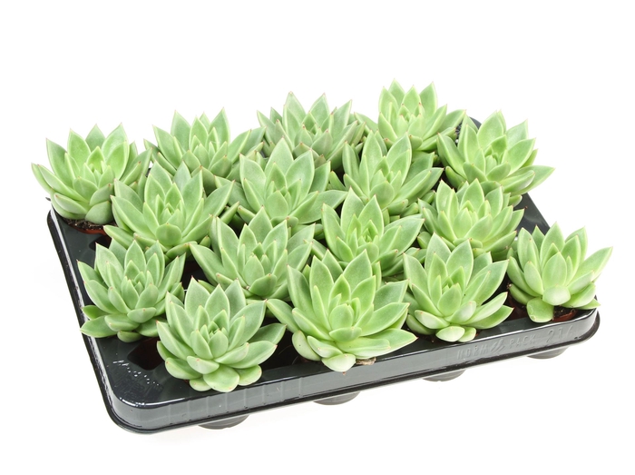 <h4>Echeveria  'Miranda'</h4>