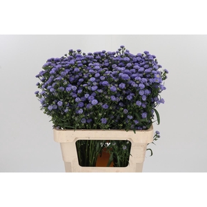 Aster Baby Blue