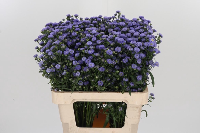 <h4>Aster Baby Blue</h4>
