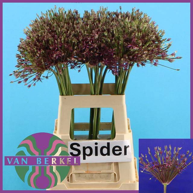 <h4>ALLIUM SPIDER</h4>