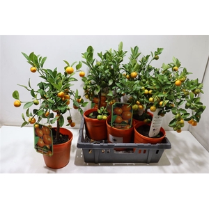 Citr Limon