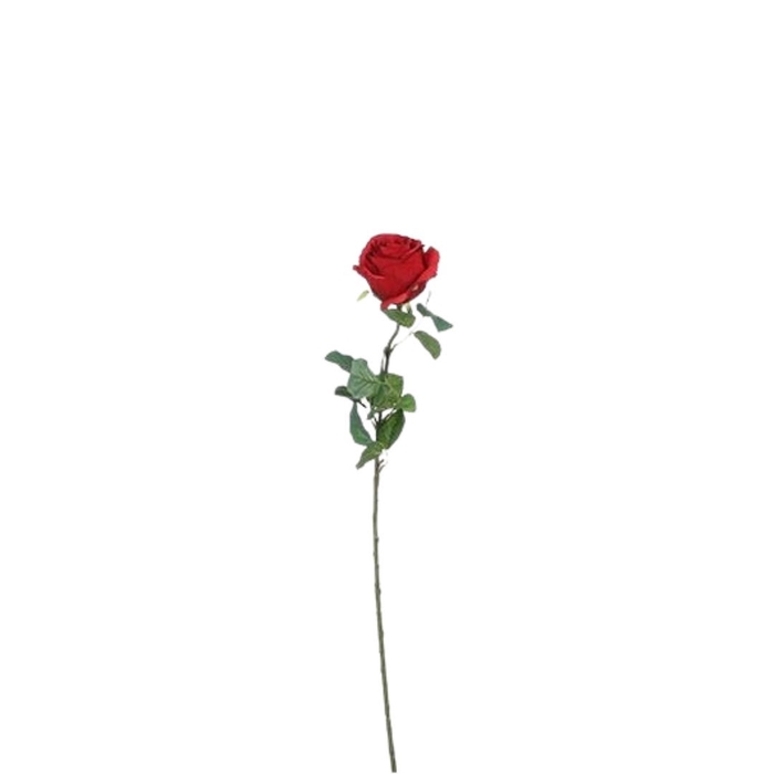 <h4>Rosa 69cm</h4>