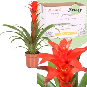 Guzmania  'Calypso'