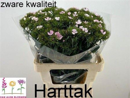 <h4>Di Barb Will Pi Magi Ex</h4>