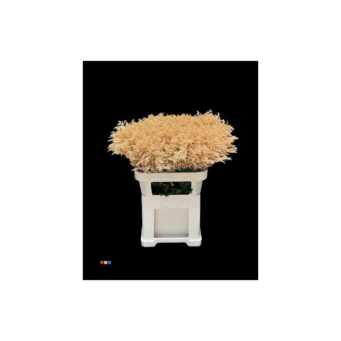 <h4>Solidago Apricot 80cm</h4>