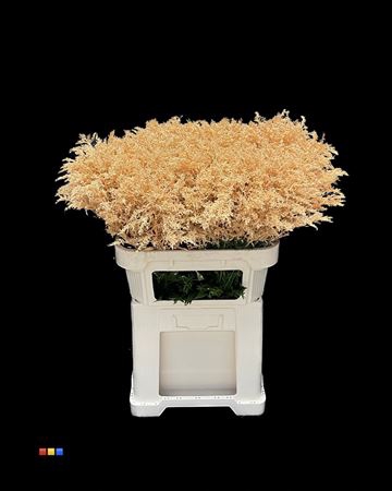 Solidago Apricot 80cm
