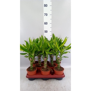 Dracaena frag. 'Golden Coast'