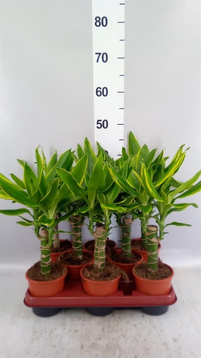 <h4>Dracaena frag. 'Golden Coast'</h4>