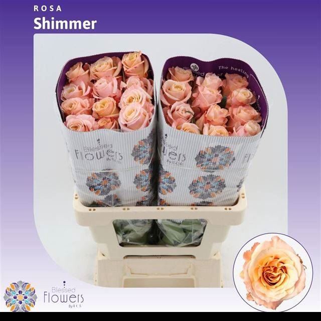 <h4>Rs gr Shimmer</h4>