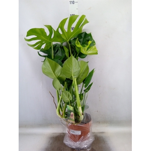 Monstera delic.