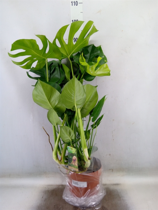 <h4>Monstera delic.</h4>