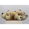Protea Barbigera White No leaves
