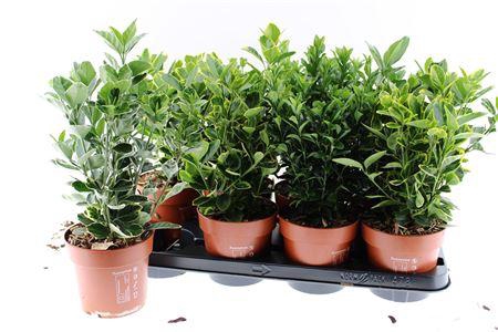 <h4>Euonymus Jap Gem</h4>