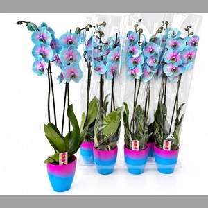 PHAL OV
