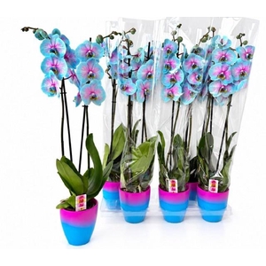 PHAL OV