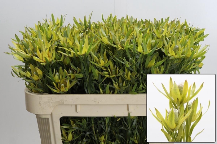 <h4>LEUCAD PIZZA</h4>