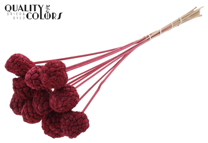 Atta Fruit on stem Intense Burgundy