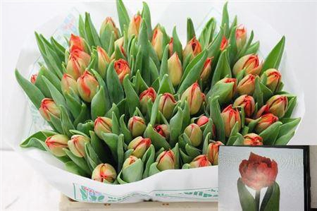 <h4>Tu Du Sauron</h4>