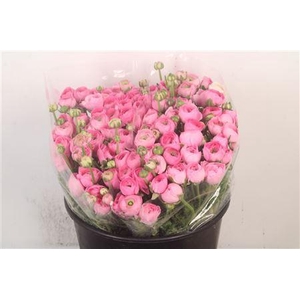 Ran Elegance Pink Super