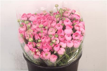 <h4>Ran Elegance Pink Super</h4>