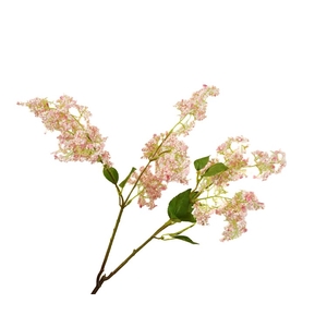 Syringa Pink Light