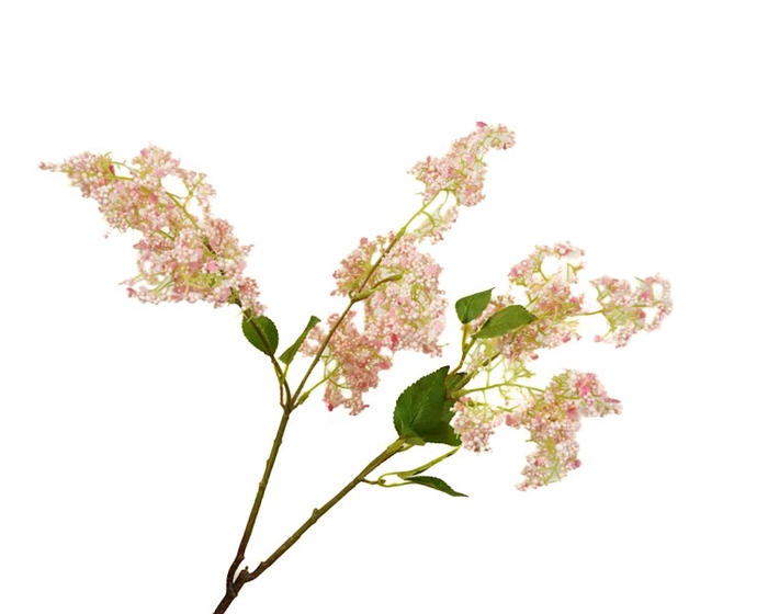 <h4>Syringa Pink Light</h4>