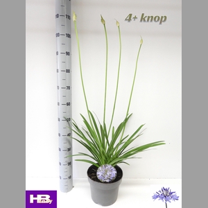 AGAPA DR BROUWER