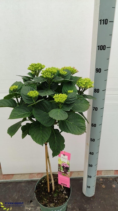 <h4>HYDR M MAG REVOLU</h4>