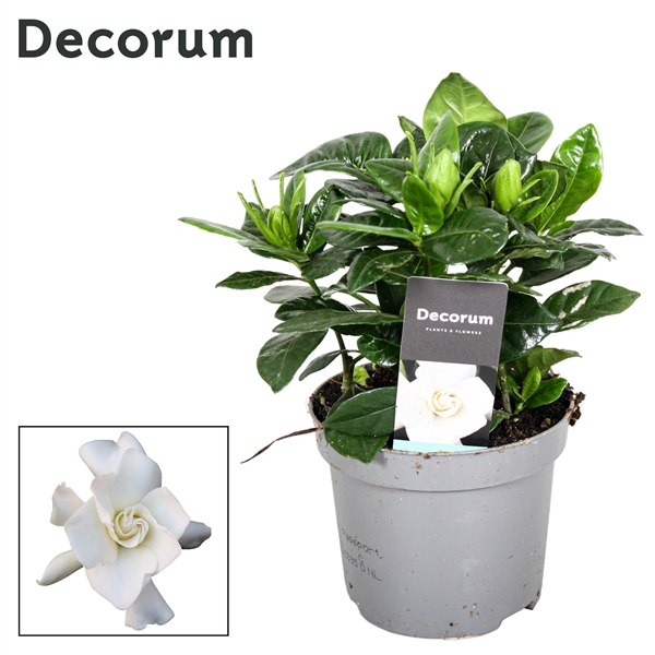 <h4>Gardenia Jasminoides 9cm</h4>