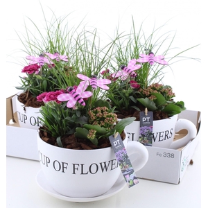 ARR TUINPLANTEN