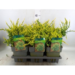 Juniperus squamata 'Holger'