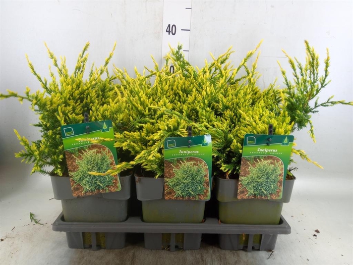 <h4>Juniperus squamata 'Holger'</h4>