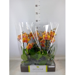 Phalaenopsis   ...orange