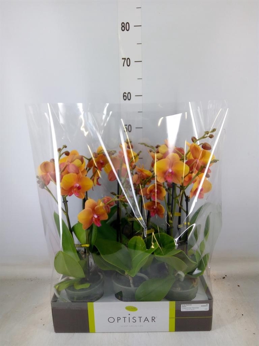 <h4>Phalaenopsis   ...orange</h4>