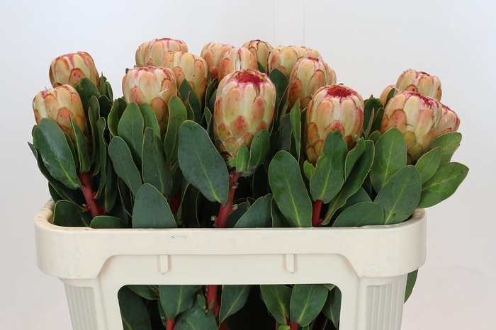 <h4>Protea Grandicolor</h4>