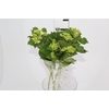 HORTENSIA BROTO VERDE