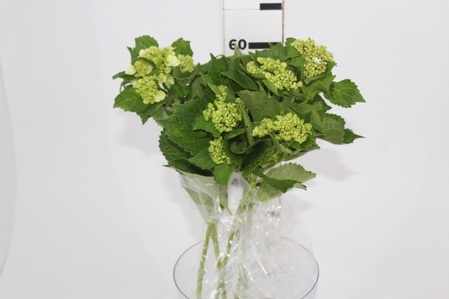 HORTENSIA BROTO VERDE