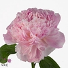 Paeonia Sweet Sixteen