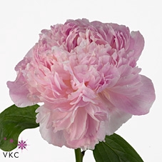 Paeonia sweet 16