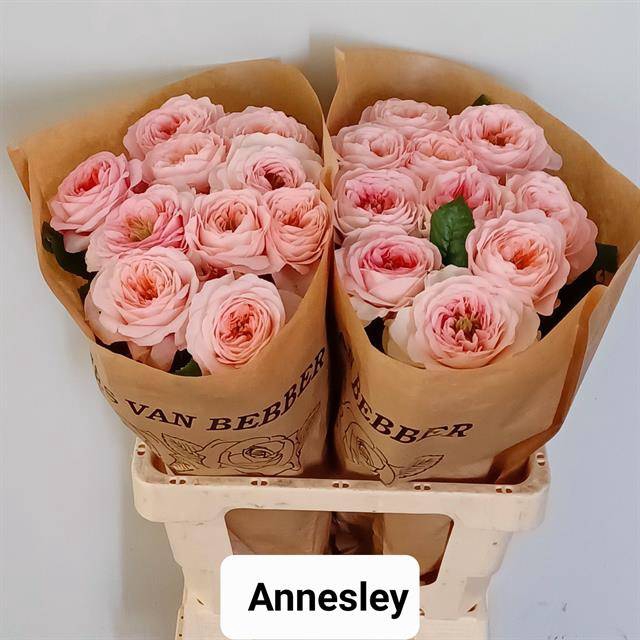 Rosa Garden Annesley