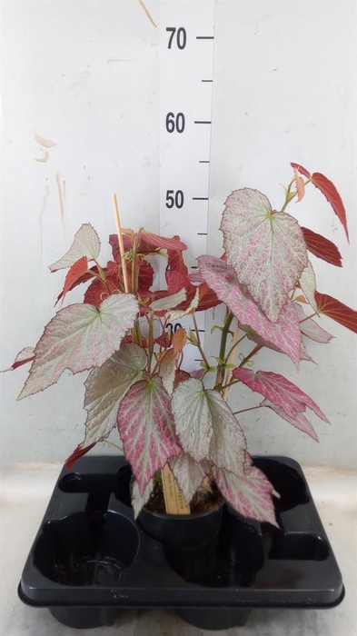 <h4>Begonia BD   ...</h4>