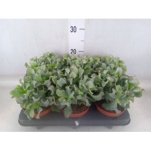 Crassula arborescens 'Petit Wave'